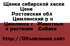 Щенки сибирской хаски › Цена ­ 3 000 - Ростовская обл., Цимлянский р-н, Цимлянск г. Животные и растения » Собаки   
